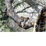 Sleepy Leopard Poster–12”x18”