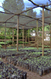 Plant Trees in Kenya